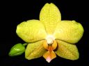 Phalaenopsis_hybridi_IMG_0318.jpg
