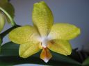 Phalaenopsis_hybridi_IMG_1011.jpg