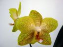 Phalaenopsis_hybridi_IMG_1459.jpg
