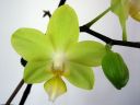 Phalaenopsis_hybridi_IMG_1465.jpg
