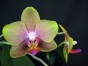 Phalaenopsis_hybridi_IMG_1520.jpg