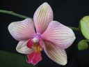 Phalaenopsis_hybridi_IMG_1583.jpg