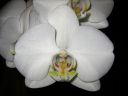 Phalaenopsis_hybridi_IMG_1744.jpg