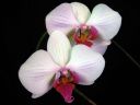 Phalaenopsis_hybridi_IMG_1803.jpg