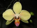 Phalaenopsis_hybridi_IMG_2462.jpg