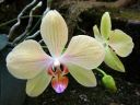 Phalaenopsis_hybridi_IMG_2643.jpg