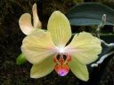 Phalaenopsis_hybridi_IMG_2644.jpg