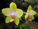 Phalaenopsis_hybridi_IMG_3198.jpg