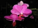 Phalaenopsis_hybridi_IMG_5526.jpg