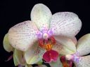 Phalaenopsis_hybridi_IS1_IMG_2493.jpg