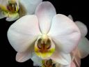 Phalaenopsis_hybridi_IS2_IMG_2495.jpg