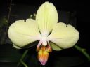 Phalaenopsis_hybridi_KO1_20061122_IMG_9515.jpg