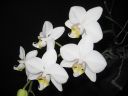 Phalaenopsis_hybridi_KO1_20061130_IMG_0308.jpg