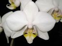 Phalaenopsis_hybridi_KO1_20061130_IMG_0315.jpg