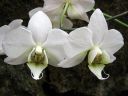 Phalaenopsis_hybridi_KO1_20070107_IMG_3680.jpg