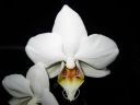 Phalaenopsis_hybridi_KO1_20070109_IMG_1715.jpg