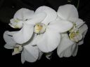 Phalaenopsis_hybridi_KO1_20070131_IMG_2251.jpg