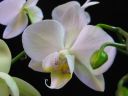 Phalaenopsis_hybridi_KO1_20070222_IMG_0875.jpg