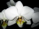 Phalaenopsis_hybridi_KO1_20070222_IMG_2152.jpg