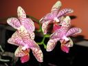 Phalaenopsis_hybridi_KO1_20070707_IMG_1531.jpg