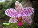 Phalaenopsis_hybridi_KO1_20070707_IMG_3651.jpg