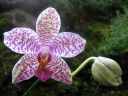 Phalaenopsis_hybridi_KO1_20070719_IMG_8232.jpg