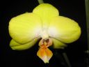 Tiedostonimi=Phalaenopsis_hybridi_KO1_20071113_IMG_1389.jpg
Tiedostokoko=38kt
Koko=600x450
Lisätty=19.02.2012 Phalaenopsis_hybridi_KO1_20071113_IMG_1389.jpg