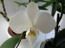 Phalaenopsis_hybridi_KO2_20061122_IMG_0478.jpg