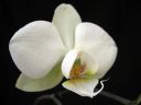 Phalaenopsis_hybridi_KO2_20061122_IMG_1605.jpg