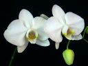 Phalaenopsis_hybridi_KO2_20061130_IMG_3078.jpg