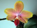 Phalaenopsis_hybridi_KO2_20070107_IMG_1195.jpg