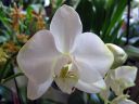 Phalaenopsis_hybridi_KO2_20070109_IMG_0119.jpg