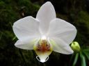 Tiedostonimi=Phalaenopsis_hybridi_KO2_20070222_IMG_4688.jpg
Tiedostokoko=40kt
Koko=600x450
Lisätty=19.02.2012 Phalaenopsis_hybridi_KO2_20070222_IMG_4688.jpg