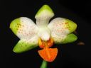 Phalaenopsis_hybridi_KO3_20060329_IMG_8933.jpg