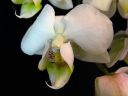 Phalaenopsis_hybridi_KO3_20070130_IMG_7129.jpg