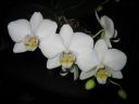 Phalaenopsis_hybridi_KO3_20070131_IMG_1856.jpg