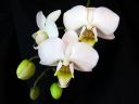 Phalaenopsis_hybridi_KO3_20070131_IMG_6770.jpg