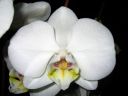 Phalaenopsis_hybridi_KO_20060214_IMG_8296.jpg