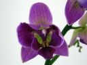 Phalaenopsis_hybridi_KO_20070313_IMG_1470.jpg