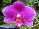 Phalaenopsis_hybridi_KO_20070823_IMG_9292.jpg