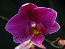 Phalaenopsis_hybridi_KO_20070823_mini_IMG_3501.jpg