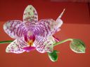 Phalaenopsis_hybridi_KO_20071009_IMG_1339.jpg