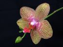 Phalaenopsis_hybridi_KP1_20070911_IMG_0024.jpg