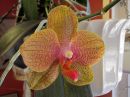 Phalaenopsis_hybridi_KP1_20070911_IMG_1120.jpg