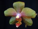 Phalaenopsis_hybridi_KP1_20070911_IMG_9393.jpg