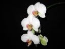 Phalaenopsis_hybridi_KP2_20070911_IMG_0635.jpg