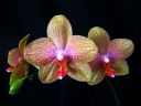 Phalaenopsis_hybridi_KP_20070911_IMG_4256.jpg