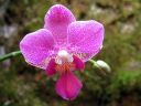 Phalaenopsis_hybridi_KP_20080513_IMG_2658.jpg