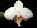 Phalaenopsis_hybridi_KP_20080911_IMG_0262.jpg