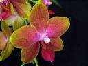 Phalaenopsis_hybridi_KTH_20070207_IMG_9297.jpg